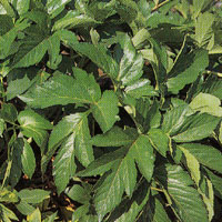 明日葉・アシタバ