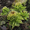 フキノトウ
