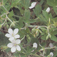 ゲンノショウコ