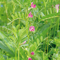 カラスノエンドウ