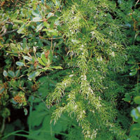 クサスギカズラ