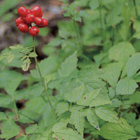 オタネニンジン