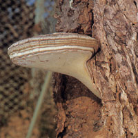 サルノコシカケ