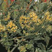 サルトリイバラ